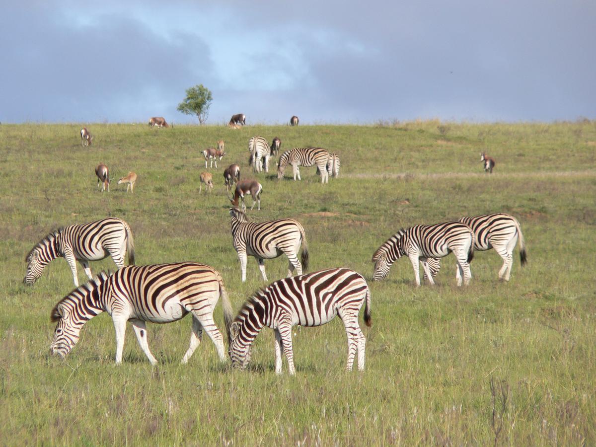 Lalibela Game Reserve Mark'S Camp Grahamstown Exteriör bild