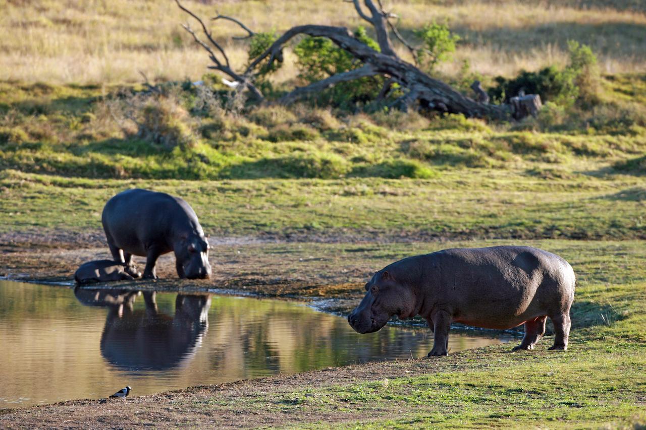 Lalibela Game Reserve Mark'S Camp Grahamstown Exteriör bild