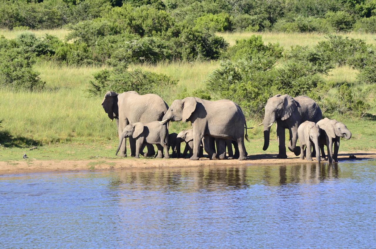 Lalibela Game Reserve Mark'S Camp Grahamstown Exteriör bild