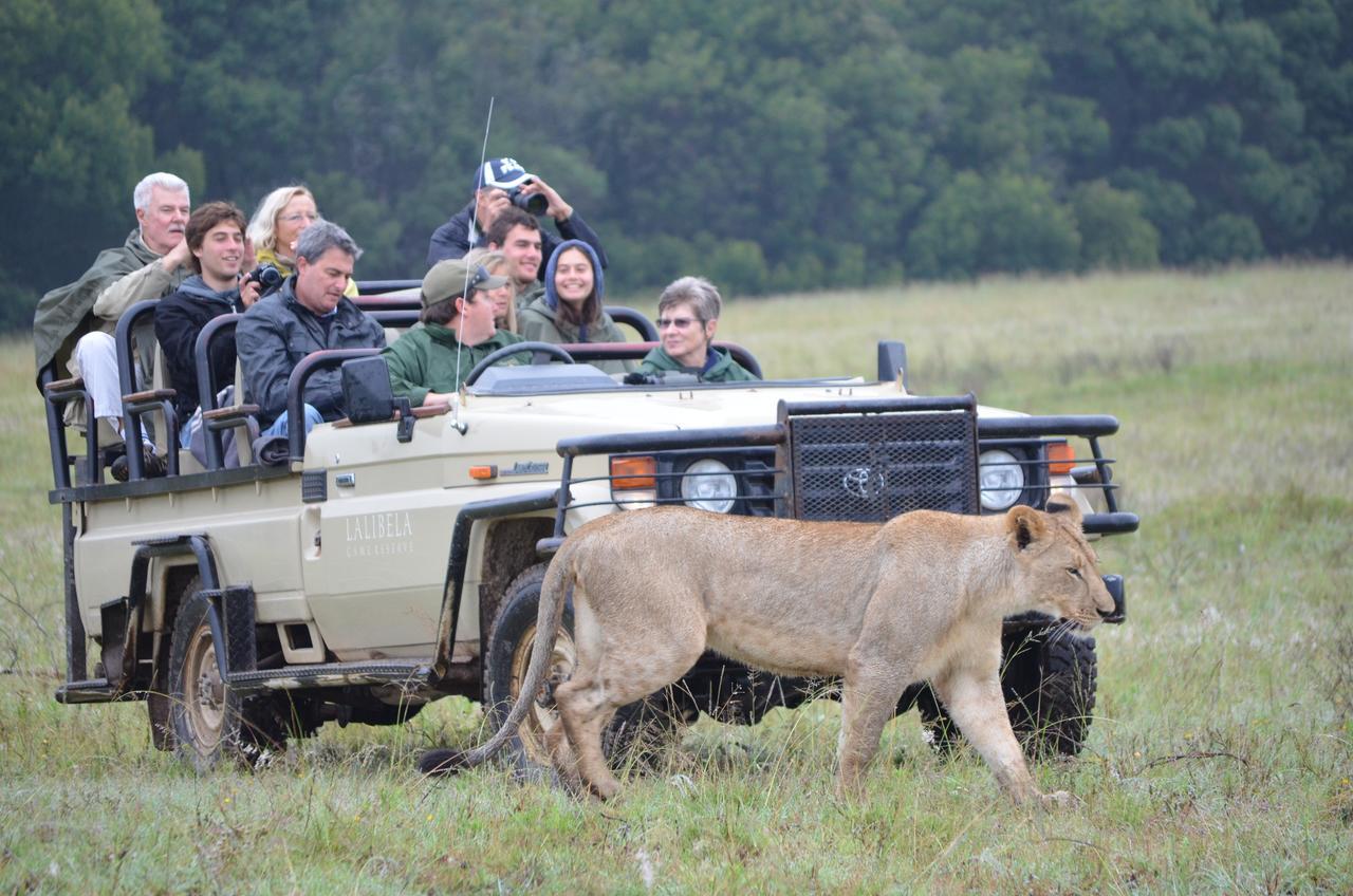 Lalibela Game Reserve Mark'S Camp Grahamstown Exteriör bild