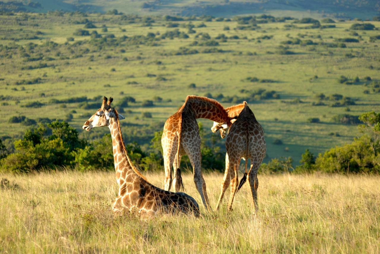 Lalibela Game Reserve Mark'S Camp Grahamstown Exteriör bild