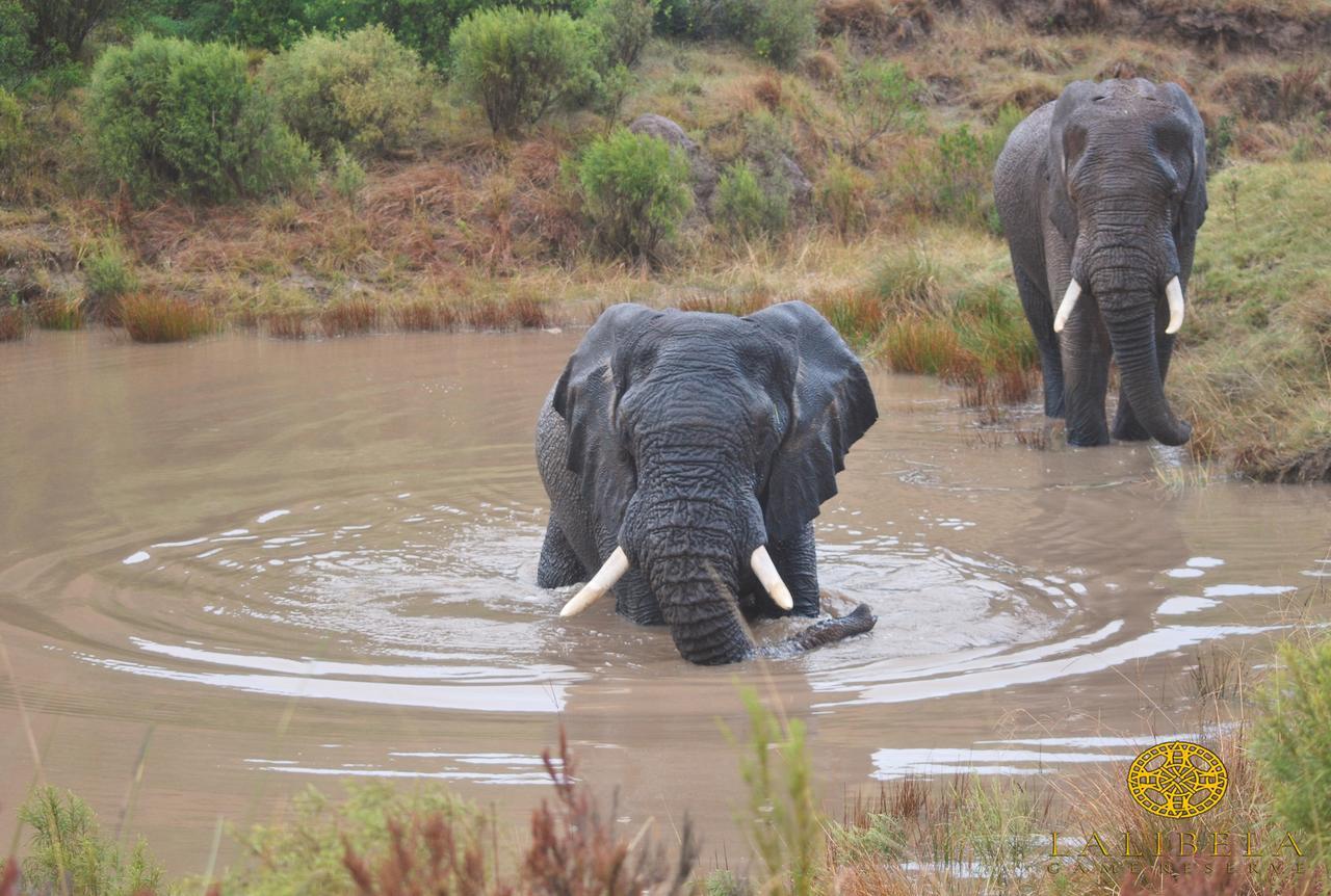 Lalibela Game Reserve Mark'S Camp Grahamstown Exteriör bild