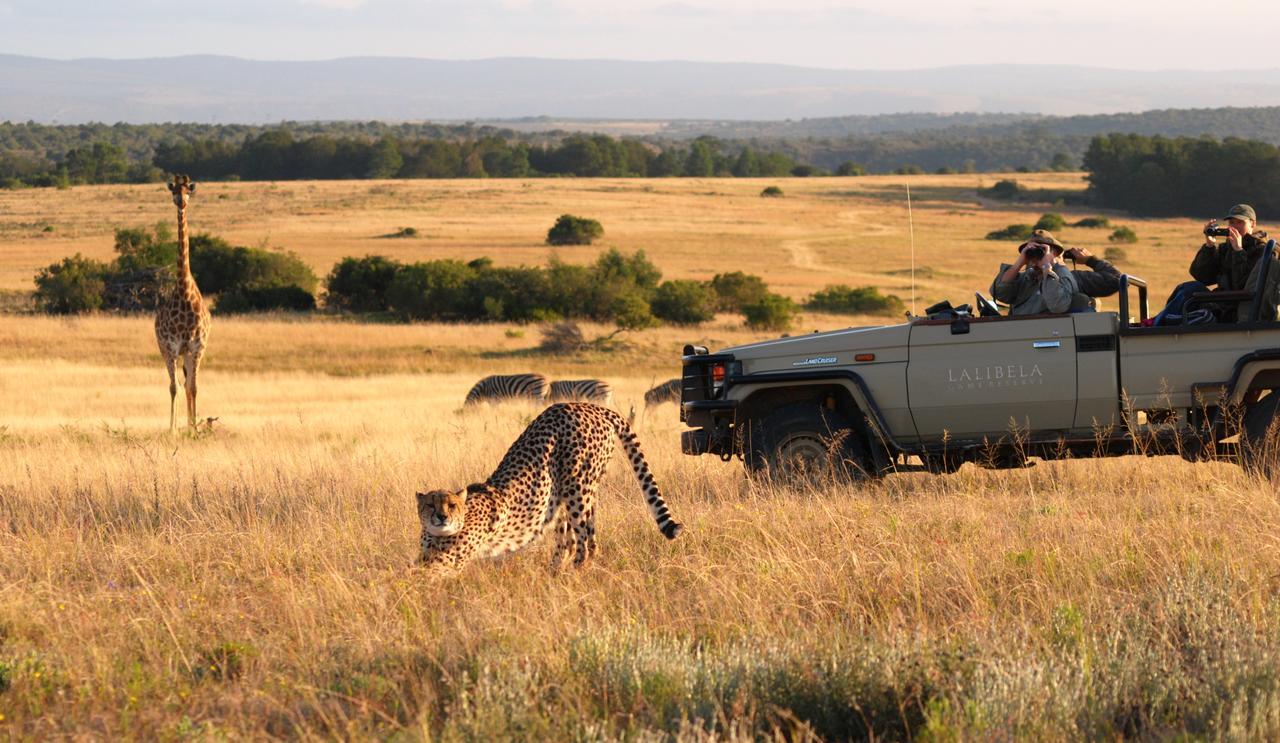 Lalibela Game Reserve Mark'S Camp Grahamstown Exteriör bild