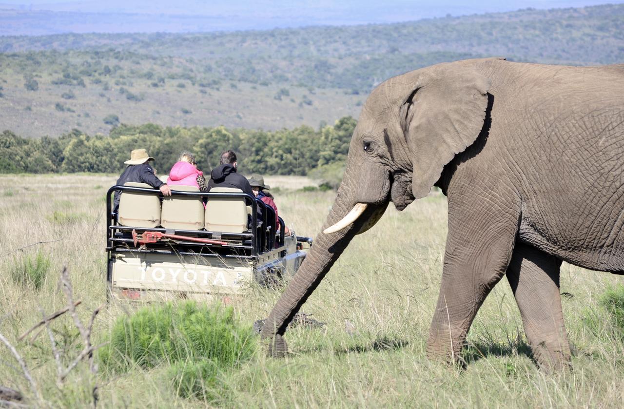 Lalibela Game Reserve Mark'S Camp Grahamstown Exteriör bild