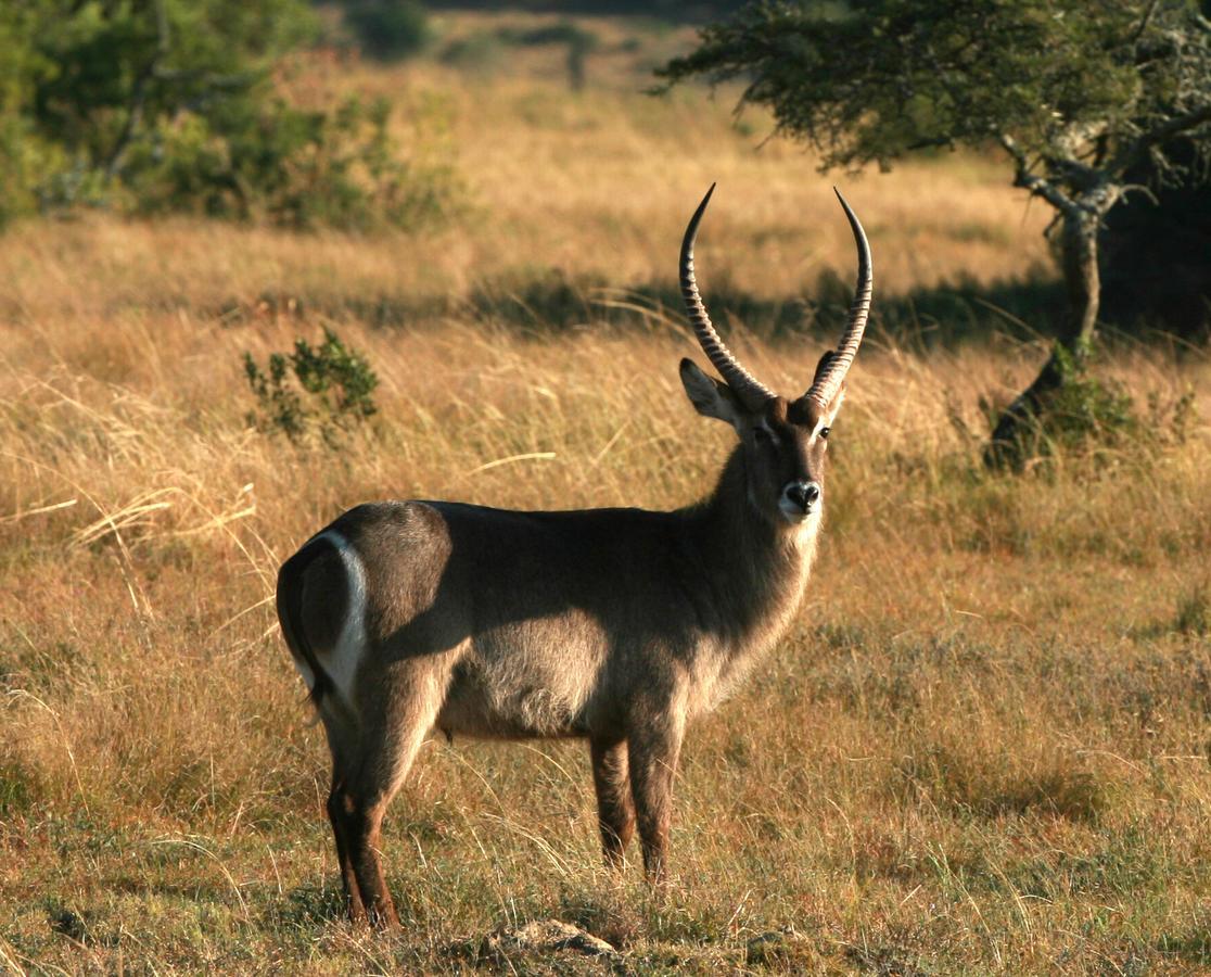 Lalibela Game Reserve Mark'S Camp Grahamstown Exteriör bild