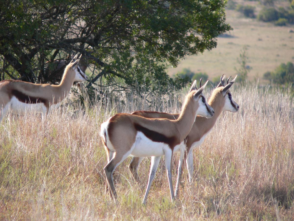 Lalibela Game Reserve Mark'S Camp Grahamstown Exteriör bild